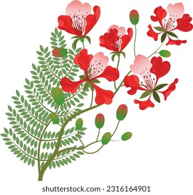 Red gulmohar flower vector illustration. From India. Peacock flowers. Flamboyant flower. Isolated on a white background.