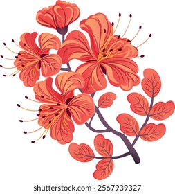 Red gulmohar flower. Vector illustration. Flamboyant arvore from India.