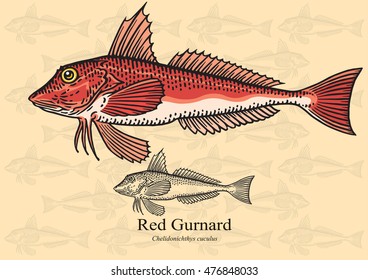Red Gurnard Fish. Vector illustration with refined details and optimized stroke that allows the image to be used in small sizes (in packaging design, decoration, educational graphics, etc.)