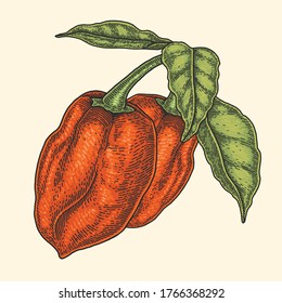 red habanero chili vector illustration
