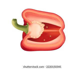 Red half of bell pepper healthy fresh vegetable vector illustration isolated on white background