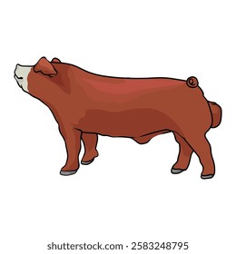 red hampshire pig on white background