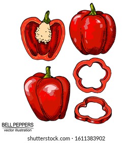 Red hand drawn  bell peppers. Vector elements isolated on white. Detailed food drawing for label, poster or print.