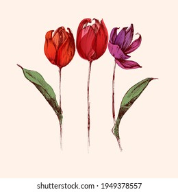 Red hand drawn tulip flowers bouquet