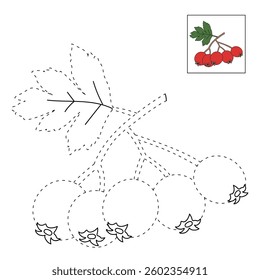 Red hawthorn berry coloring pages for kids. Trace and color Hawthorn. Christmas rowan berry isolated on white background vector. Kindergarten and preschool worksheets printable for kids. 