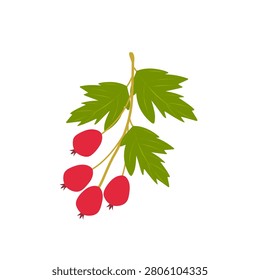 Red hawthorn fruit vector. Illustration of hawthorn fruit with green leaves. Flat design of hawthorn fruit. Vector illustration of fresh hawthorn fruit. Berries on a Branch