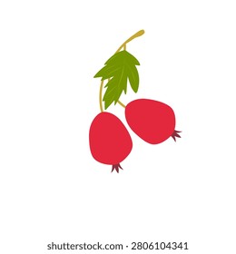 Red hawthorn fruit vector. Illustration of hawthorn fruit with green leaves. Flat design of hawthorn fruit. Vector illustration of fresh hawthorn fruit. Berries on a Branch