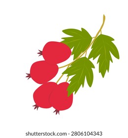 Red hawthorn fruit vector. Illustration of hawthorn fruit with green leaves. Flat design of hawthorn fruit. Vector illustration of fresh hawthorn fruit. Berries on a Branch