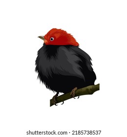 Red headed Manakin bird vector illustration