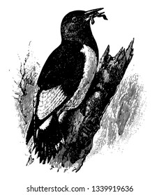 Red Headed Woodpecker is a small or medium sized woodpecker from temperate North America vintage line drawing or engraving illustration.