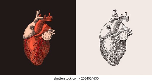 Red heart organ 