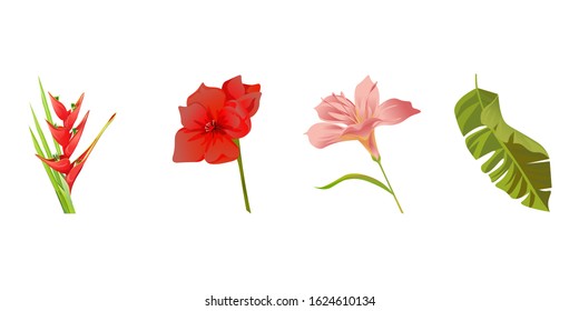 Red Heliconia Bihai. Red Amaryllis. Pink Amaryllis. Green Palm Leaf. Vector illustration. Isolated illustration element. Floral botanical flower. Wild leaf wildflower isolated. Exotic tropical.