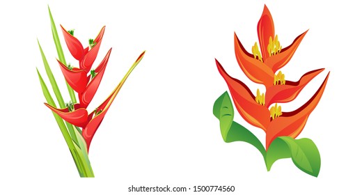 Red Heliconia Bihai. Orange Heliconia. Vector illustration. Isolated illustration element. Floral botanical flower. Wild leaf wildflower isolated. Exotic tropical hawaiian jungle.