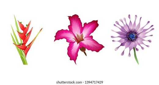 Red Heliconia bihai. Pink adenium. Purple Osteospermum daisybush. Vector illustration. Floral botanical flower. Wild leaf wildflower isolated. Exotic tropical hawaiian jungle. Isolated illustration .