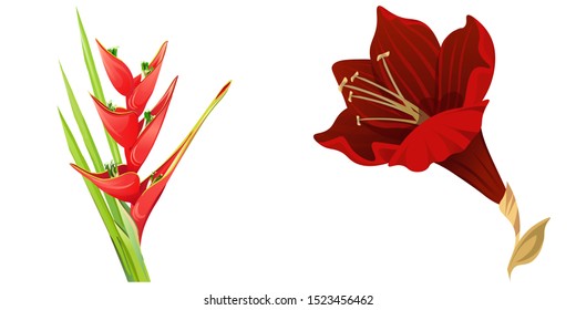 Red Heliconia Bihai. Purple Amaryllis. Vector illustration. Isolated illustration element. Floral botanical flower. Wild leaf wildflower isolated. Exotic tropical hawaiian jungle.