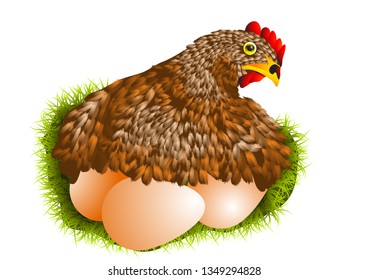 red hen with eggs isolated on white