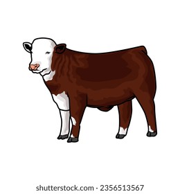 Red hereford cattle for livestock show vector-2