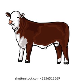 Red hereford cattle for livestock show vector-1