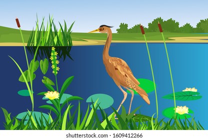 Red heron bird stands on the lake waters, nature wildlife scene vector