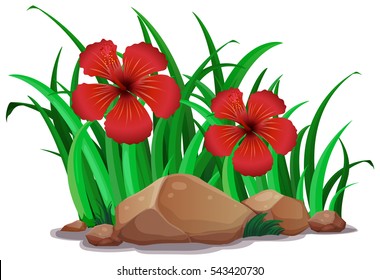 Red hibicus in the bush illustration