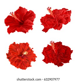 Red hibiscus corrugated tropical plant vintage hand draw set two vintage vector illustration