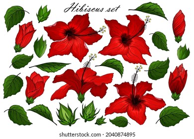 Collection d'éléments d'hibiscus rouges. Des fleurs, des bourgeons et des feuilles s'installent. Modèle de plante tropical isolé sur fond blanc. Pack d'objets floral exotiques. Forfait Hibiscus pour carte de voeux, autocollant, impression.