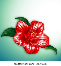 Red hibiscus flower blossom with leaves