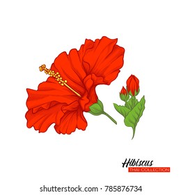 Red hibiscus flower. Botanical illustration style. Stock vector illustration.

