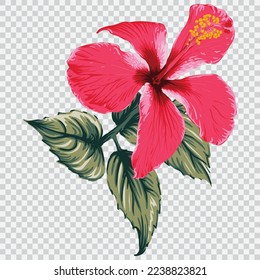 Rote Hibiskus-Blütenzeichnung, Vektorgrafiken. Botanisches, blumengezeichnetes Element.