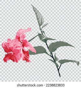 Red hibiscus flower drawing vector illustrations. Botanical floral hand drawn element.