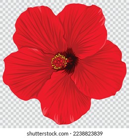 Red hibiscus flower drawing vector illustrations. Botanical floral hand drawn element.