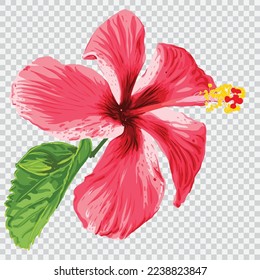 Rote Hibiskus-Blütenzeichnung, Vektorgrafiken. Botanisches, blumengezeichnetes Element.