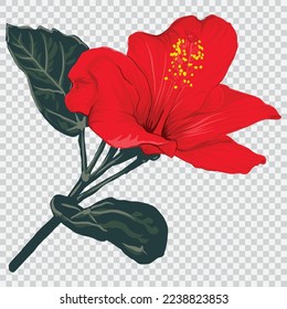 Red hibiscus flower drawing vector illustrations. Botanical floral hand drawn element.