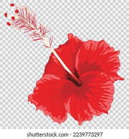 Red hibiscus flower drawing vector illustrations. Botanical floral hand drawn element.