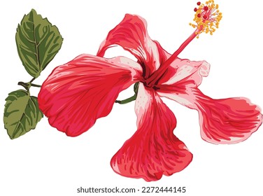 Red hibiscus flower drawing vector illustrations. Botanical floral hand drawn element.