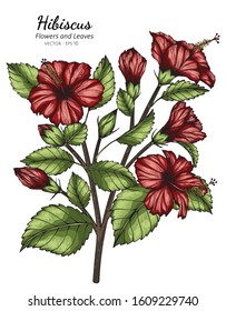 Red hibiscus flower and leaf drawing illustration with line art  on white backgrounds