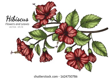 Red hibiscus flower and leaf drawing illustration with line art  on white backgrounds