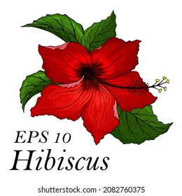 Red hibiscus flower with leaves. Tropical plant isolated on white background. Exotic floral element for  sticker or print.