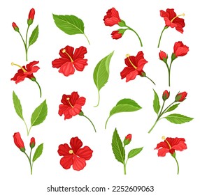 Red Hibiscus Flower on Green Stem with Leaf Big Vector Set