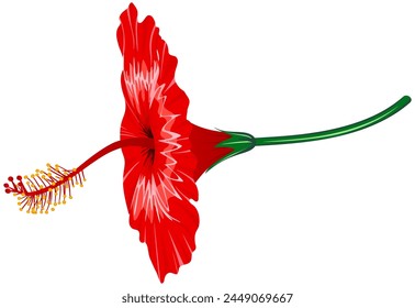Red hibiscus flower on a white background. Side view. Hand drawn beautiful vector illustration