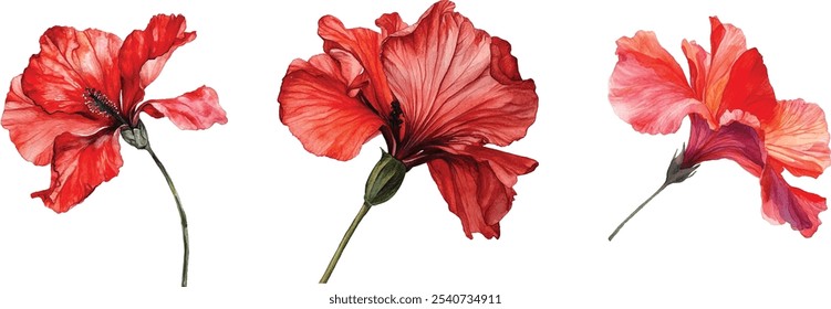 Red hibiscus flower set watercolor illustration. Vibrant tropical blossoms with lush green leaves isolated on a white background