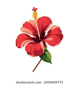 Red hibiscus flower. Tropical plant. Vector illustration on a white background.