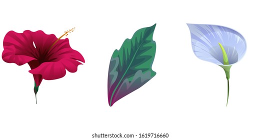 Red Hibiscus. Green Dracaena. Blue Anthurium Tailflower. Vector illustration. Isolated illustration element. Floral botanical flower. Wild leaf wildflower isolated. Exotic tropical hawaiian jungle.