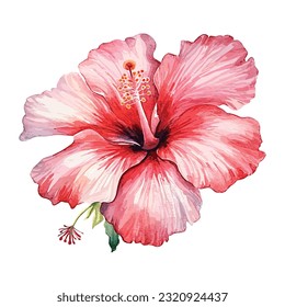 Red hibiscus. Hand-painted, watercolor vector illustration, isolated on white background, watercolor illustration