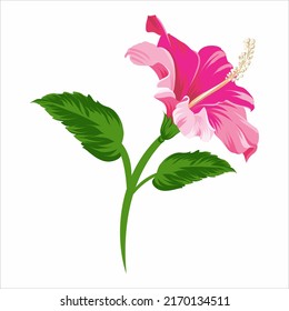 red hibiscus large flower isolated on white background Vector illustration
