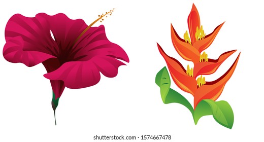 Red Hibiscus. Orange Heliconia. Vector illustration. Isolated illustration element. Floral botanical flower. Wild leaf wildflower isolated. Exotic tropical hawaiian jungle.