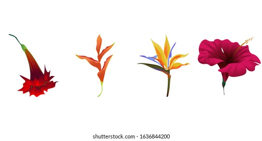 Red Hibiscus. Orange Heliconia. Yellow bird of paradise Strelitzia. Vector illustration. Isolated illustration element. Floral botanical flower. Wild leaf wildflower isolated. Exotic tropical.
