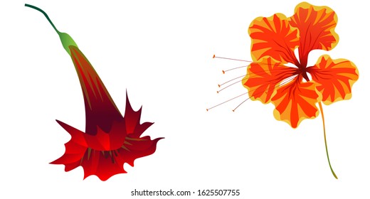 Red Hibiscus. Orange Rose Mallow. Vector illustration. Isolated illustration element. Floral botanical flower. Wild leaf wildflower isolated. Exotic tropical hawaiian jungle.