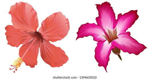 Red Hibiscus. Pink adenium. Vector illustration. Floral botanical flower. Wild leaf wildflower isolated. Exotic tropical hawaiian jungle. Isolated illustration element.