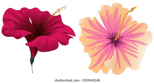 Red Hibiscus. Pink Hibiscus. Vector illustration. Isolated illustration element. Floral botanical flower. Wild leaf wildflower isolated. Exotic tropical hawaiian jungle.